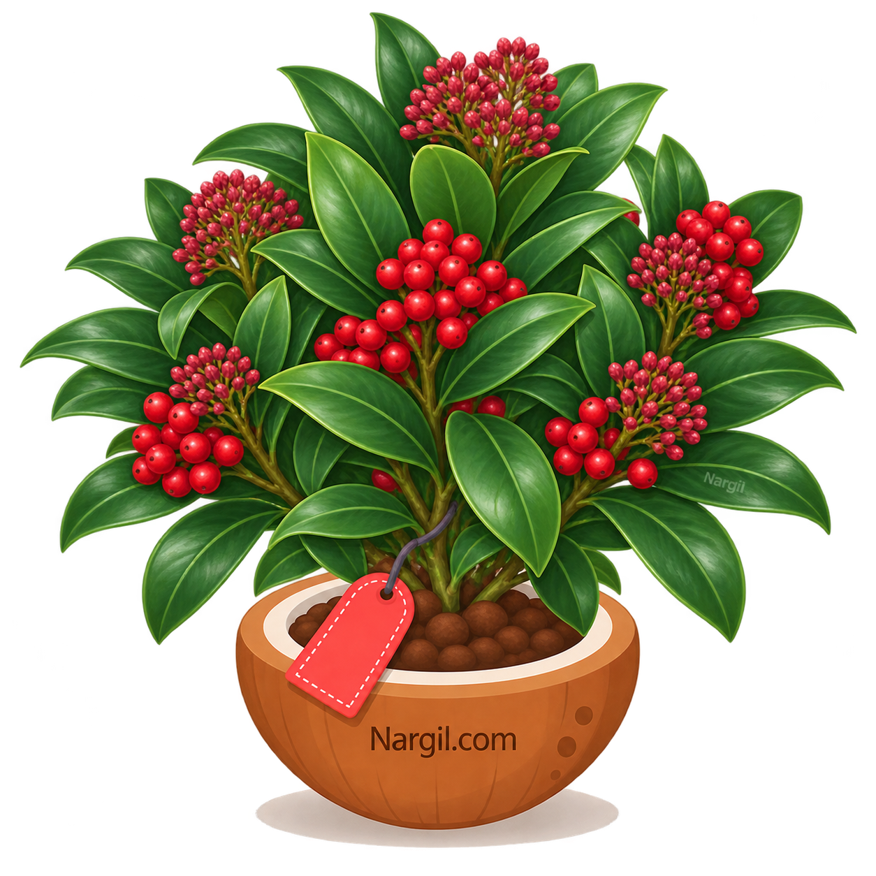 Nargil_Skimmia Japonica